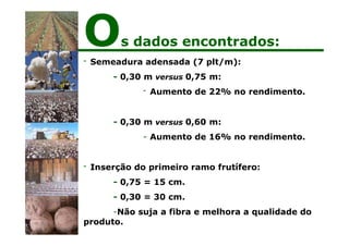 - Semeadura adensada (7 plt/m):
- 0,30 m versus 0,75 m:
- Aumento de 22% no rendimento.
- 0,30 m versus 0,60 m:
- Aumento de 16% no rendimento.
- Inserção do primeiro ramo frutífero:
- 0,75 = 15 cm.
- 0,30 = 30 cm.
-Não suja a fibra e melhora a qualidade do
produto.
Os dados encontrados:
 