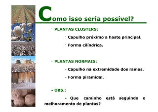 - PLANTAS CLUSTERS:
- Capulho próximo a haste principal.
- Forma cilíndrica.
- PLANTAS NORMAIS:
- Capulho na extremidade dos ramos.
- Forma piramidal.
está seguindo o
- OBS.:
- Que caminho
melhoramento de plantas?
Como isso seria possível?
 