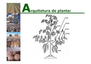 Arquitetura de planta:
 