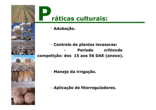 - Adubação.
- Controle de plantas invasoras:
- Período críticode
competição: dos 15 aos 56 DAE (anexo).
- Manejo da irrigação.
- Aplicação de fitorreguladores.
Práticas culturais:
 