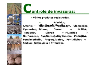 - Vários produtos registrados.
- Alachlor,
Alachlor+Trifluralin,
Glufosinato, Clethodim, Clomazone,
Amônio –
Cyanazine,
Paraquat,
Diuron, Diuron + MSMA,
Diuron + Fluazifop –
P- Butil, Linuron, MSMA,
Norflurazon, Oxadiazon, Oxyfluorfen, Paraquat,
Pendimethalin, Propaquizafop, Pyrithiiobac –
Sodium, Sethoxidin e Trifluralin.
Controle de invasoras:
 