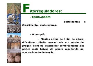 desfolhantes e
- REGULADORES:
-
Crescimento, maturadores.
- O por quê:
- Plantas acima de 1,5m de altura,
dificultam colheita mecanizada e controle de
pragas, além de determinar sombreamento das
partes mais baixas da planta resultando no
apodrecimento de maçãs.
Fitorreguladores:
 