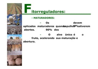 - MATURADORES:
devem
ser
- Os
maturadores quando
90% dos
capulhos estiverem
aplicados
abertos.
- O alvo único é o
fruto, acelerando sua maturação e
abertura.
Fitorreguladores:
 