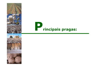 Principais pragas:
 