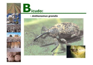 - Anthonomus grandis
Bicudo:
 