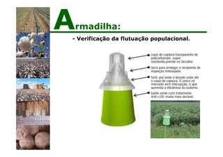 - Verificação da flutuação populacional.
Armadilha:
 