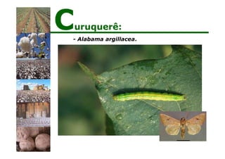 - Alabama argillacea.
Curuquerê:
 