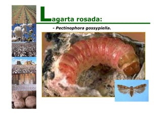 - Pectinophora gossypiella.
Lagarta rosada:
 