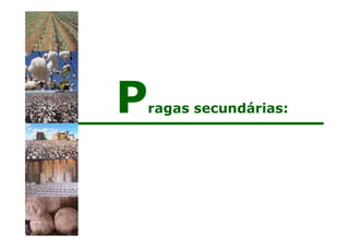 Pragas secundárias:
 