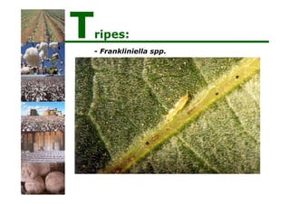 - Frankliniella spp.
Tripes:
 
