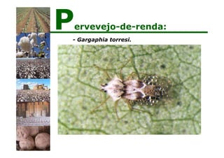 - Gargaphia torresi.
Pervevejo-de-renda:
 