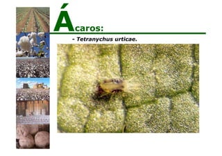 - Tetranychus urticae.
Ácaros:
 