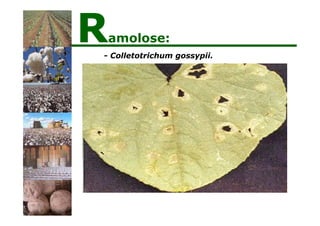 - Colletotrichum gossypii.
Ramolose:
 