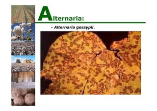 - Alternaria gossypii.
Alternaria:
 