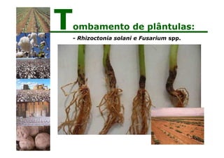 - Rhizoctonia solani e Fusarium spp.
Tombamento de plântulas:
 