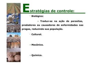 - Biológico:
- Traduz-se na ação de parasitas,
predadores ou causadores de enfermidades nas
pragas, reduzindo sua população.
- Cultural.
- Mecânico.
- Químico.
Estratégias de controle:
 