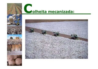 Colheita mecanizada:
 