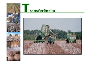 Transferência:
 