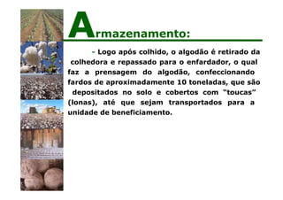 - Logo após colhido, o algodão é retirado da
colhedora e repassado para o enfardador, o qual
faz a prensagem do algodão, confeccionando
fardos de aproximadamente 10 toneladas, que são
depositados no solo e cobertos com “toucas”
(lonas), até que sejam transportados para a
unidade de beneficiamento.
Armazenamento:
 