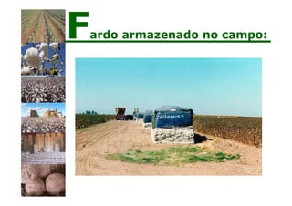 Fardo armazenado no campo:
 