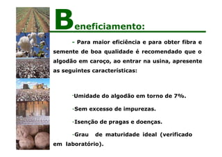 - Para maior eficiência e para obter fibra e
semente de boa qualidade é recomendado que o
algodão em caroço, ao entrar na usina, apresente
as seguintes características:
-Umidade do algodão em torno de 7%.
-Sem excesso de impurezas.
-Isenção de pragas e doenças.
-Grau de maturidade ideal (verificado
em laboratório).
Beneficiamento:
 