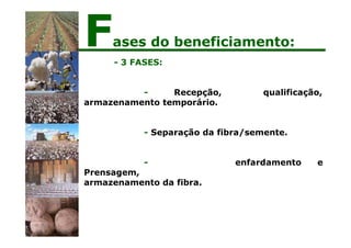 - 3 FASES:
qualificação,
- Recepção,
armazenamento temporário.
- Separação da fibra/semente.
enfardamento e
-
Prensagem,
armazenamento da fibra.
Fases do beneficiamento:
 