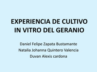 EXPERIENCIA DE CULTIVO
IN VITRO DEL GERANIO
Daniel Felipe Zapata Bustamante
Natalia Johanna Quintero Valencia
Duvan Alexis cardona
 