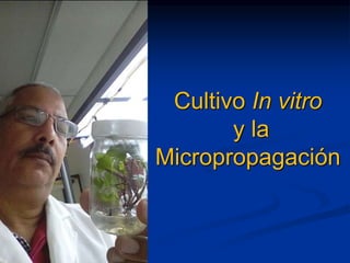 Cultivo In vitro
y la
Micropropagación
 