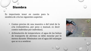 Siembra
Es importante tener en cuenta para la
siembra de cría los siguientes aspectos
• Conteo preciso de una muestra o del total de la
cría (volumétrico, por peso o manual, es decir
conteo individuo por individuo).
• Aclimatación de temperatura: el agua de las bolsas
de transporte de alevines se debe mezclar por lo
menos durante 30minutos con el agua del estanque
que se va a sembrar.
 