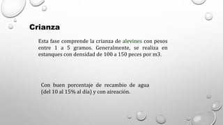Crianza
Esta fase comprende la crianza de alevines con pesos
entre 1 a 5 gramos. Generalmente, se realiza en
estanques con densidad de 100 a 150 peces por m3,
Con buen porcentaje de recambio de agua
(del 10 al 15% al día) y con aireación.
 