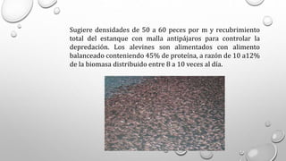 Sugiere densidades de 50 a 60 peces por m y recubrimiento
total del estanque con malla antipájaros para controlar la
depredación. Los alevines son alimentados con alimento
balanceado conteniendo 45% de proteína, a razón de 10 a12%
de la biomasa distribuido entre 8 a 10 veces al día.
 