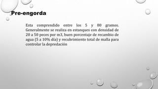 Pre-engorda
Esta comprendido entre los 5 y 80 gramos.
Generalmente se realiza en estanques con densidad de
20 a 50 peces por m3, buen porcentaje de recambio de
agua (5 a 10% día) y recubrimiento total de malla para
controlar la depredación
 