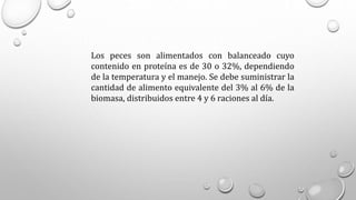 Los peces son alimentados con balanceado cuyo
contenido en proteína es de 30 o 32%, dependiendo
de la temperatura y el manejo. Se debe suministrar la
cantidad de alimento equivalente del 3% al 6% de la
biomasa, distribuidos entre 4 y 6 raciones al día.
 