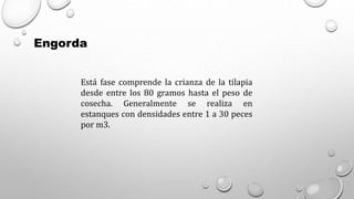 Engorda
Está fase comprende la crianza de la tilapia
desde entre los 80 gramos hasta el peso de
cosecha. Generalmente se realiza en
estanques con densidades entre 1 a 30 peces
por m3.
 