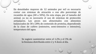 En densidades mayores de 12 animales por m3 es necesario
contar con sistemas de aireación o con alto porcentaje de
recambio de agua (40 a 50%). En esta etapa, por el tamaño del
animal, ya no es necesario el uso de sistemas de protección
antipájaros. Los peces son alimentados con alimentos
balanceados de 30 o 28% de contenido de proteína, dependiendo
de la clase de cultivo (extensivo, semi-intensivo o intensivo),
temperatura del agua.
Se sugiere suministrar entre el 1.2% y el 3% de
la biomasa distribuida entre 2 y 4 dosis al día.
 