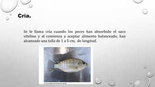 Cría.
Se le llama cría cuando los peces han absorbido el saco
vitelino y al comienza a aceptar alimento balanceado, han
alcanzado una talla de 1 a 5 cm, de longitud.
 