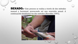SEXADO.- Este proceso se realiza a través de dos métodos
manual y hormonal, provocando así una reversión sexual. A
continuación detallamos los dos métodos (Baroiller, 1997).
 