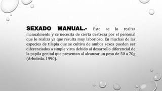 SEXADO MANUAL.- Este se lo realiza
manualmente y se necesita de cierta destreza por el personal
que lo realiza ya que resulta muy laborioso. En muchas de las
especies de tilapia que se cultiva de ambos sexos pueden ser
diferenciados a simple vista debido al desarrollo diferencial de
la papila genital que presentan al alcanzar un peso de 50 a 70g
(Arboleda, 1990).
 