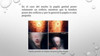 En el caso del macho la papila genital posee
solamente un orificio, mientras que la hembra
posee dos orificios y por lo general la papila es más
pequeña.
Papilas genitales de tilapias del genero Oreochromis.
 
