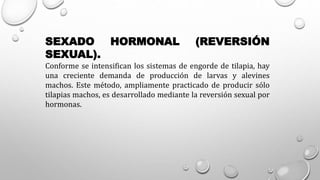 SEXADO HORMONAL (REVERSIÓN
SEXUAL).
Conforme se intensifican los sistemas de engorde de tilapia, hay
una creciente demanda de producción de larvas y alevines
machos. Este método, ampliamente practicado de producir sólo
tilapias machos, es desarrollado mediante la reversión sexual por
hormonas.
 