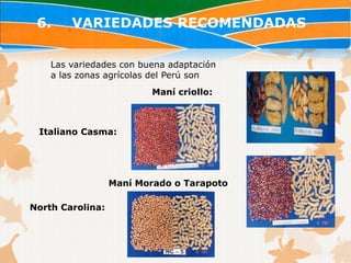 6.     VARIEDADES RECOMENDADAS

    Las variedades con buena adaptación
    a las zonas agrícolas del Perú son
                          Maní criollo:



 Italiano Casma:




                  Maní Morado o Tarapoto

North Carolina:
 