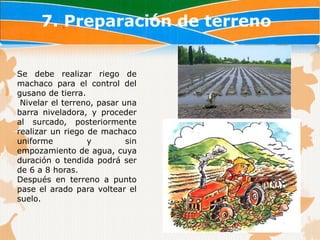 7. Preparación de terreno


Se debe realizar riego de
machaco para el control del
gusano de tierra.
 Nivelar el terreno, pasar una
barra niveladora, y proceder
al surcado, posteriormente
realizar un riego de machaco
uniforme          y         sin
empozamiento de agua, cuya
duración o tendida podrá ser
de 6 a 8 horas.
Después en terreno a punto
pase el arado para voltear el
suelo.
 