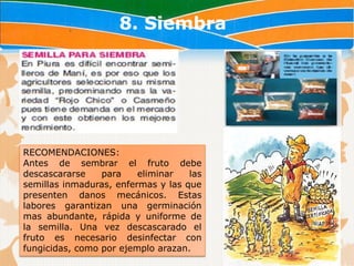 8. Siembra




RECOMENDACIONES:
Antes de sembrar el fruto debe
descascararse    para    eliminar   las
semillas inmaduras, enfermas y las que
presenten danos mecánicos. Estas
labores garantizan una germinación
mas abundante, rápida y uniforme de
la semilla. Una vez descascarado el
fruto es necesario desinfectar con
fungicidas, como por ejemplo arazan.
 