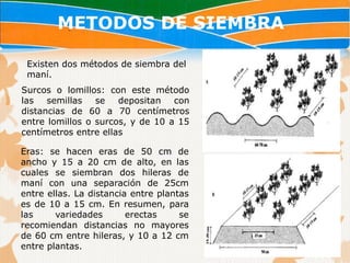 METODOS DE SIEMBRA

 Existen dos métodos de siembra del
 maní.
Surcos o lomillos: con este método
las   semillas   se   depositan   con
distancias de 60 a 70 centímetros
entre lomillos o surcos, y de 10 a 15
centímetros entre ellas

Eras: se hacen eras de 50 cm de
ancho y 15 a 20 cm de alto, en las
cuales se siembran dos hileras de
maní con una separación de 25cm
entre ellas. La distancia entre plantas
es de 10 a 15 cm. En resumen, para
las     variedades       erectas     se
recomiendan distancias no mayores
de 60 cm entre hileras, y 10 a 12 cm
entre plantas.
 