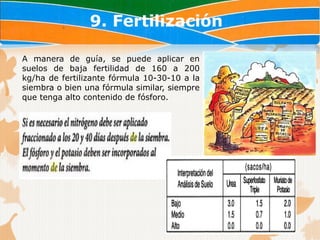 9. Fertilización

A manera de guía, se puede aplicar en
suelos de baja fertilidad de 160 a 200
kg/ha de fertilizante fórmula 10-30-10 a la
siembra o bien una fórmula similar, siempre
que tenga alto contenido de fósforo.
 