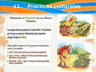 11.   Practicas culturales
 