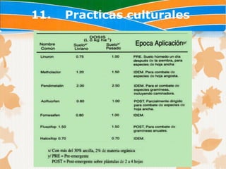 11.   Practicas culturales
 