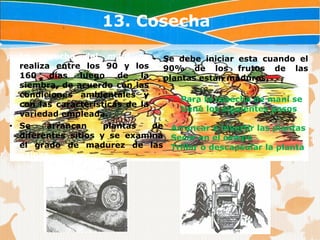 13. Cosecha

• La cosecha del maní se • Se debe iniciar esta cuando el
  realiza entre los 90 y los      90% de los frutos de las
  160    días   luego   de   la   plantas están maduros.
  siembra, de acuerdo con las
  condiciones ambientales y
                                    • Para la cosecha de maní se
  con las características de la
                                      tiene los siguientes pasos
  variedad empleada.
• Se    arrancan     plantas    de Arrancar e invertir las plantas
  diferentes sitios y se examina Secar en el campo
  el grado de madurez de las Trillar o descapsular la planta
  vainas.
 