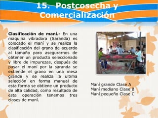 15. Postcosecha y
              Comercialización

Clasificación de maní.- En una
maquina vibradora (Saranda) es
colocado el maní y se realiza la
clasificación del grano de acuerdo
al tamaño para asegurarnos de
obtener un producto seleccionado
y libre de impurezas, después de
pasar el maní por la saranda se
extiende el grano en una mesa
grande y se realiza la ultima
selección en forma manual de
esta forma se obtiene un producto    Maní grande Clase A
de alta calidad, como resultado de   Maní mediano Clase B
esta operación tenemos tres          Maní pequeño Clase C
clases de maní.
 