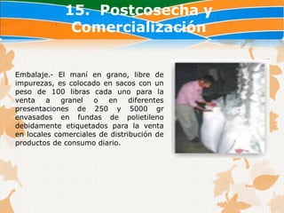 15. Postcosecha y
              Comercialización


Embalaje.- El maní en grano, libre de
impurezas, es colocado en sacos con un
peso de 100 libras cada uno para la
venta    a   granel  o   en     diferentes
presentaciones de 250 y 5000 gr
envasados en fundas de polietileno
debidamente etiquetados para la venta
en locales comerciales de distribución de
productos de consumo diario.
 